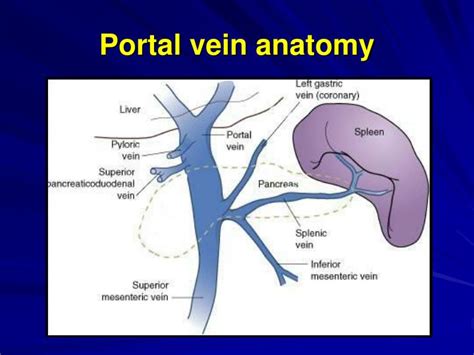 Portal Vein System