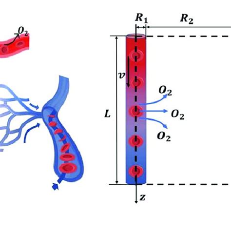 A Demonstrates A Schematic Diagram Of Vascular Structure The Artery