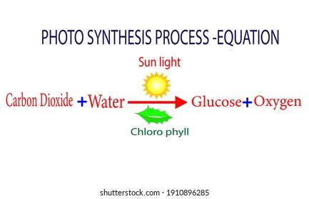 Photosynthesis Equation Photos, Images & Pictures | Shutterstock