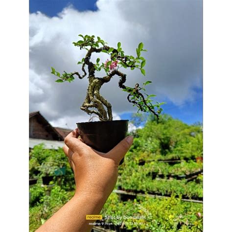 Jual Bahan Bonsai Sakura Micro Shopee Indonesia