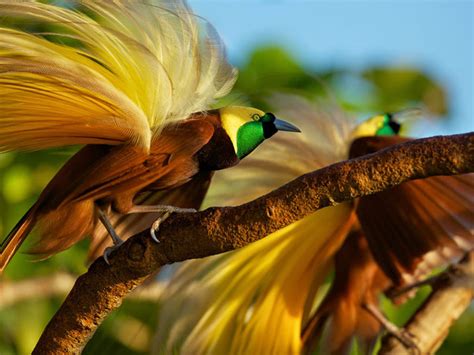 8 of World's Most Exotic Birds by Sweeney Feeders