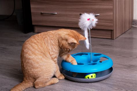 10 Best Interactive Cats Toys for Mental and Physical Stimulation