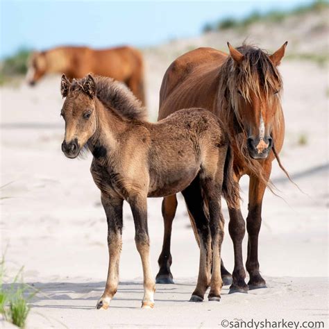 Canada Wild: A Look At Canada's Beautiful Wild Horses