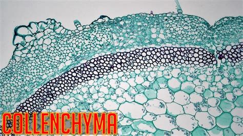 Collenchyma Tissue Characteristics, Types and Functions | Free Biology ...