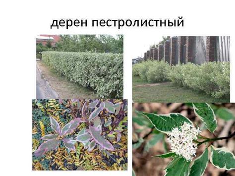 дерен пестролистный Венгерская сирень Сосна горная