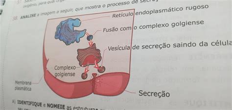 ANALISE a imagem a seguir que mostra o processo de secreção celular de