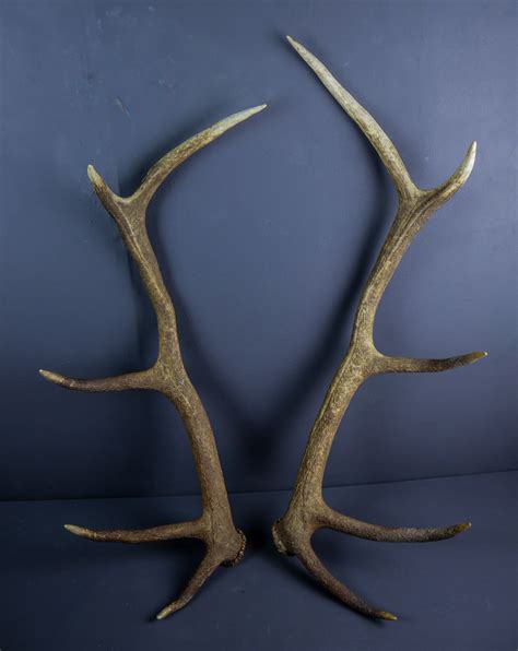 Scottish Red Deer Stag Shed Antlers AHS224 | Antlers Horns and Skulls