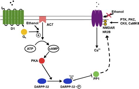 Frontiers The Role Of The Type 7 Adenylyl Cyclase Isoform In Alcohol