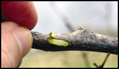 Cold Damaged Plant Care Gardening In The Panhandle