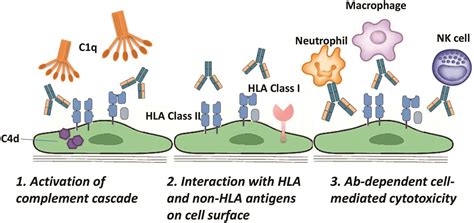 Donor Specific Hla Antibodies In Solid Organ Transplantation Clinical