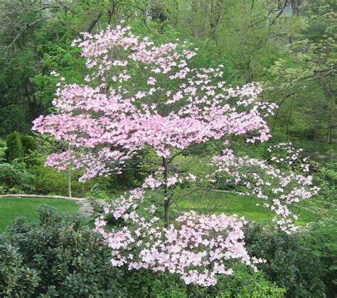 Small flowering trees for small yards | Flowering trees, Trees to plant, Small yard