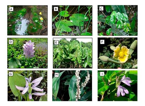 O Que É Herbácea - Espécies com forma de vida herbácea aquática no PEUT: A) Cabomba ...