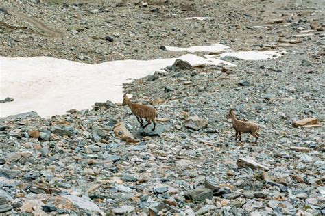 Alpine Ibex in Their Natural Habitat in Grand Paradiso National Park ...