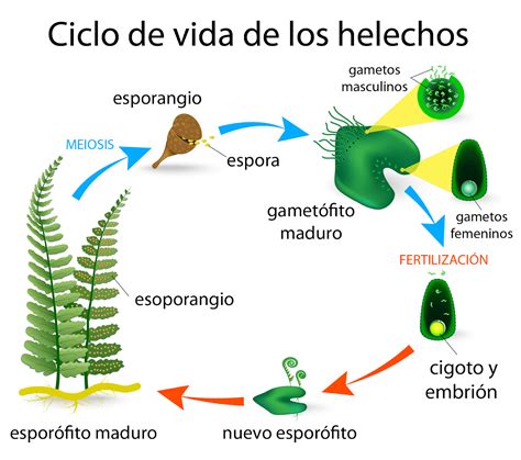 Los Seres Vivos Sesión 6 CICLOS DE VIDA PLANTAS