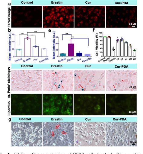 Figure 4 From Curcuminpolydopamine Nanoparticles Alleviate Ferroptosis By Iron Chelation And