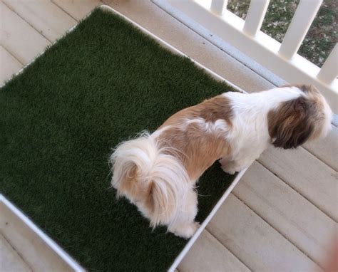 Diy Porch Potty · How To Make A Pet Accessory · Home + DIY on Cut Out + Keep