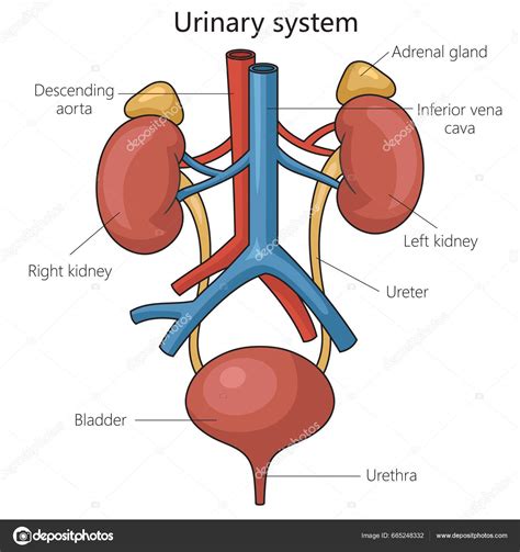 Urinary System Structure Diagram Schematic Vector Illustration Medical Science Educational Stock ...