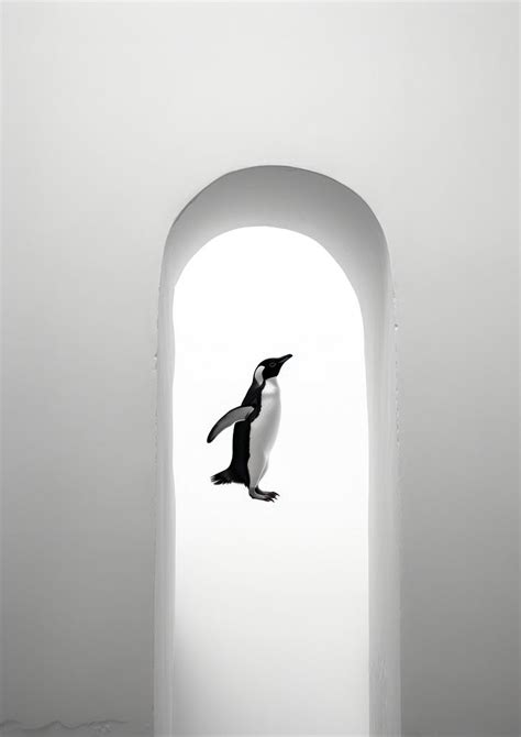 A penguin animal black white. | Free Photo - rawpixel