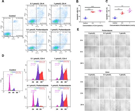 Parbendazole Induces Apoptosis Arrests The Cell Cycle And Prevents