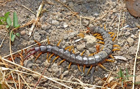 Escolopendra: características, hábitat, alimentación, especies