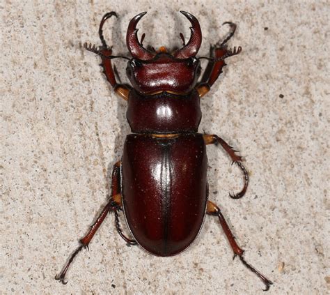 Maryland Biodiversity Project Reddish Brown Stag Beetle Lucanus