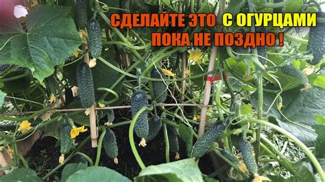 СРОЧНО УДАЛИТЕ ВСЕ ЛИСТЬЯ НА ОГУРЦАХ ЧТОБЫ ОНИ НЕ ЗАБОЛЕЛИ - YouTube