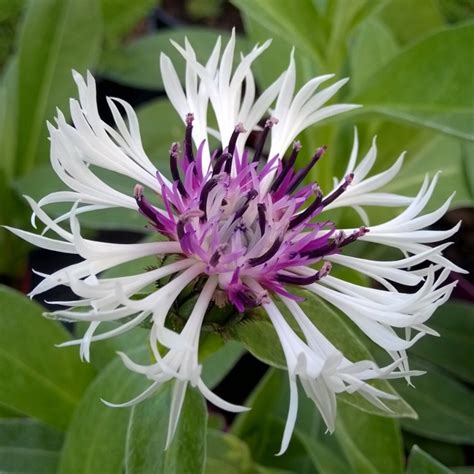 Centaurea Montana Purple Heart Perennial Cornflower Purple Heart