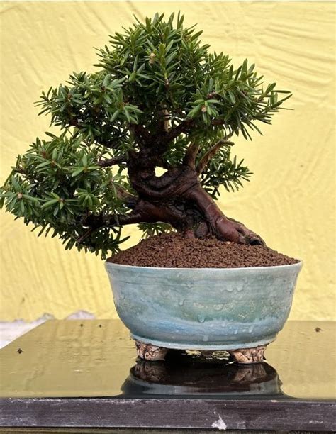 Bonsai Shohin Jap Eibe Taxus Cuspidata KP Schale 30 Jahre Kaufen