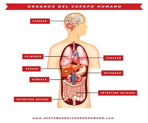 Rganos Mapa Mental