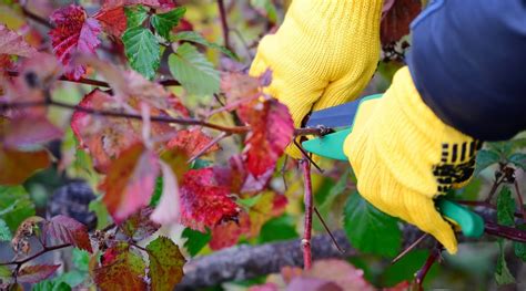 How To Prune Blackberries 10 Pro Tips