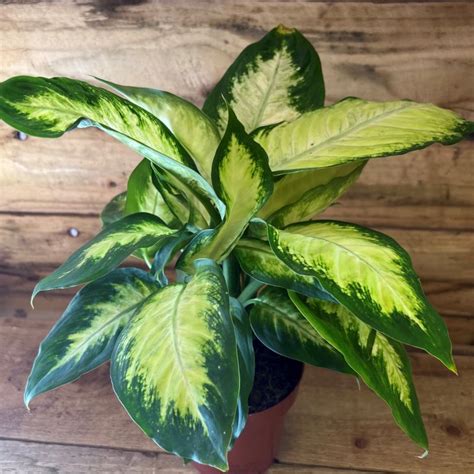 Dieffenbachia Camilla 12cm Pot Coolings Garden Centre