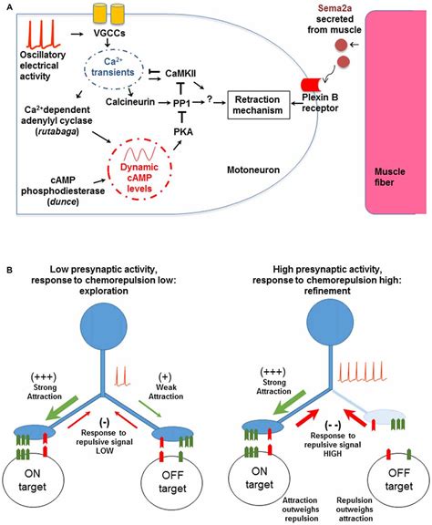 Frontiers Activity Dependent Synaptic Refinement New Insights From