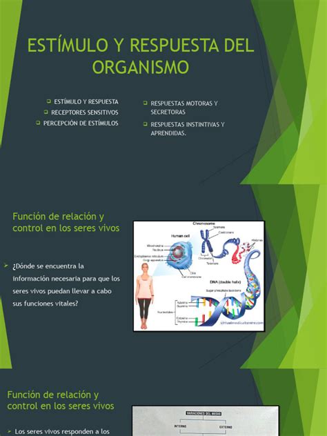 Estímulo Y Respuesta Del Organismo Pdf Biología