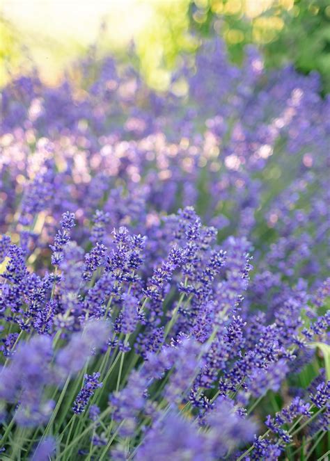 growing lavender    garden