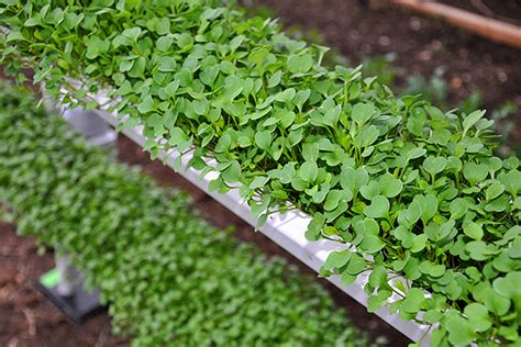 Growing Fresh Greens Year Round University Of Minnesota