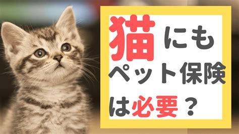 【fp監修】猫にペット保険は必要？貯金でもいい？メリット・デメリットを考察！｜2025年1月最新！ペット保険の比較・見積もり。人気ランキングで