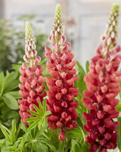 Lupinus West Country 'Bishops Tipple' | Proctors Nursery