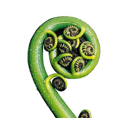 Potential Fiddlehead Fern Pattern Base For A Future Tattoo Each Piece