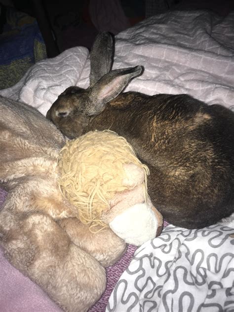 My Bunny Sleeps In Bed With Me Every Night R Rabbits