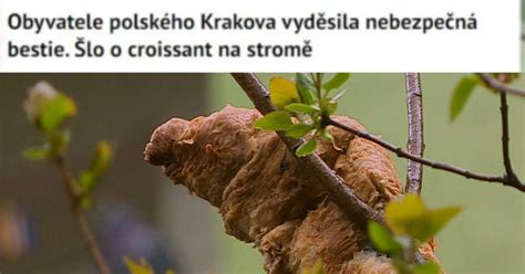 Po chuj on się tam w ogóle wpierdalał