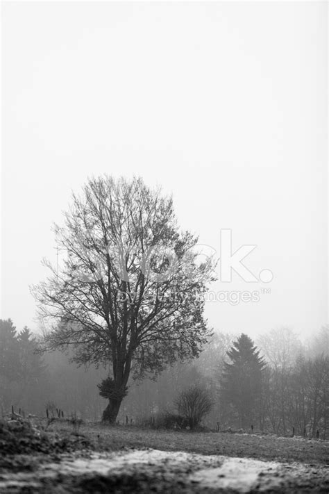 One Tree Stock Photo | Royalty-Free | FreeImages