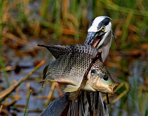 Great Blue Heron Photograph By Ira Runyan Fine Art America