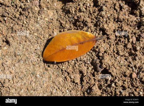 Dry Tree Leaf As An Autumn Background Stock Photo Alamy