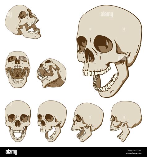 Homo Sapiens Drawing Stock Photos & Homo Sapiens Drawing Stock Images ...