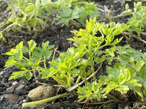 Petersilie Als Giftpflanze Des Jahres 2023 Gartenmoni De Altes