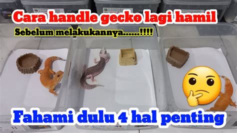 CARA HANDLE GECKO HAMIL TUK MENGECEK APAKAH SUDAH GENDONG TELUR HATI