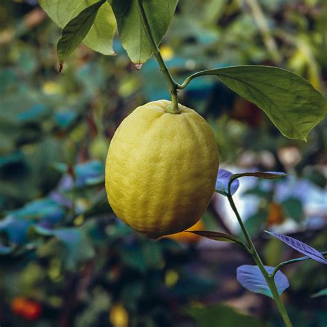 Ponderosa Lemon Trees For Sale