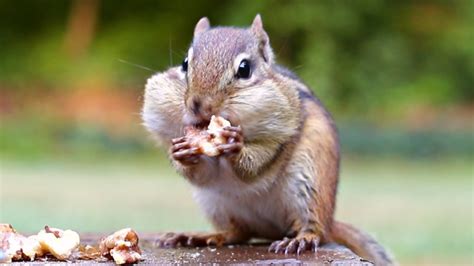 Asmr Chipmunks Squirrels And Birds Eating Walnuts And Peanuts Relax