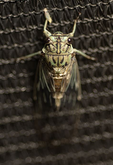 Cicada Double Shot This Spring - Flyfishing Texas : Flyfishing Texas