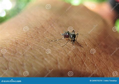 Muggen Zuigen Met Succes Bloed Aan De Hand Stock Foto Image Of Beten